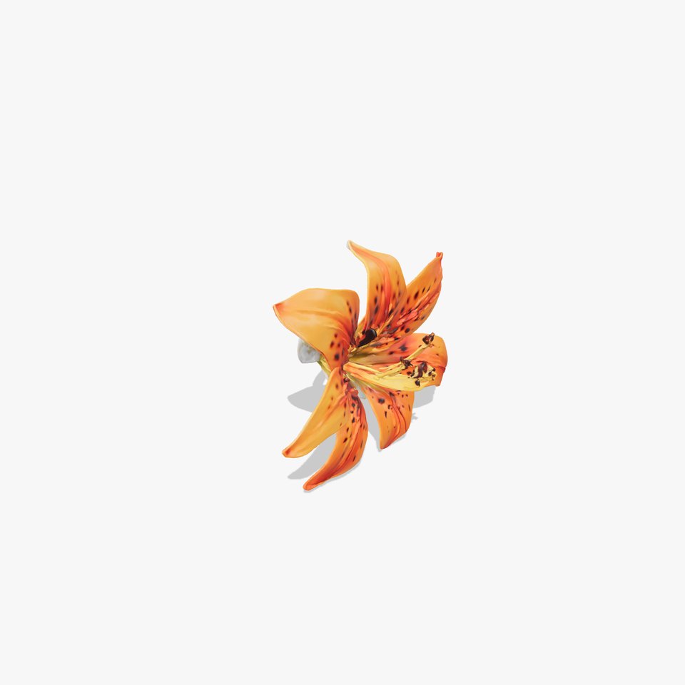 Leopard Lily Orange Realistic Flower model pack